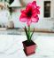 Charisma Amaryllis Bulb in Burlap Gift Bag! -Includes Growing Medium-Great Holiday Gift!